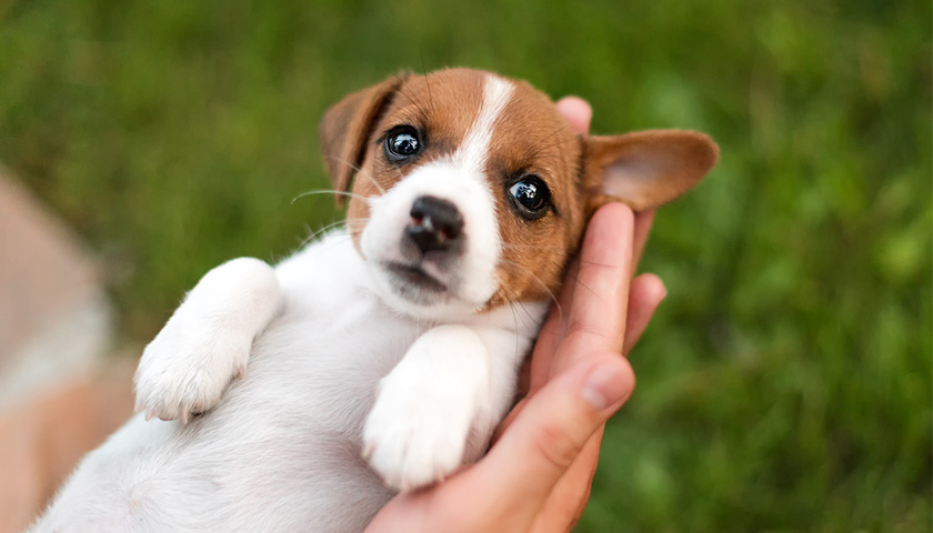 Comment choisir son Chiot ? / Aidez vous du test Campbell !