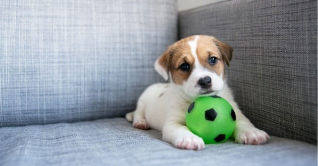Que dois je acheter avant l’arrivée de mon Chiot ?