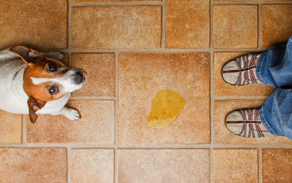 Comment faire pour que mon chiot devienne propre ?
