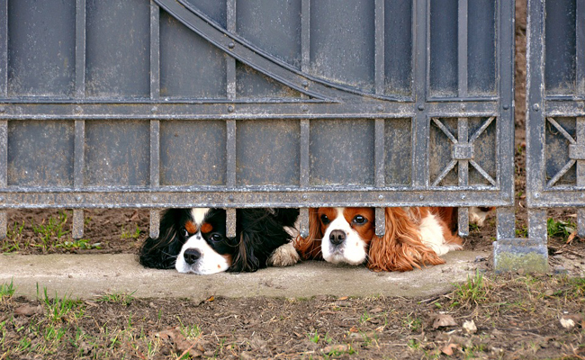 chiot-blog