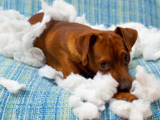 Comment gérer ou éviter l’hyper-attachement de mon chien ?