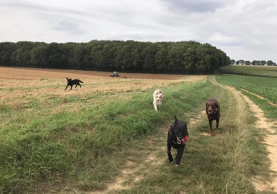 Comment faire pour que mon chien me suive en balade ? Travailler le suivi naturel.