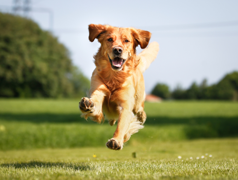Mon chien ne fait pas attention à moi en promenade ! Comprendre et travailler le « Focus »