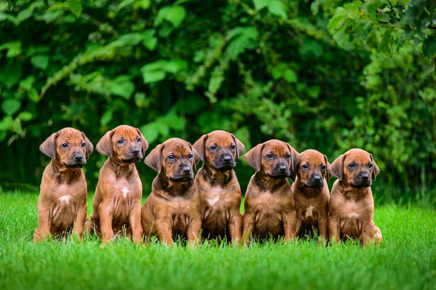 Où acheter mon chien ?