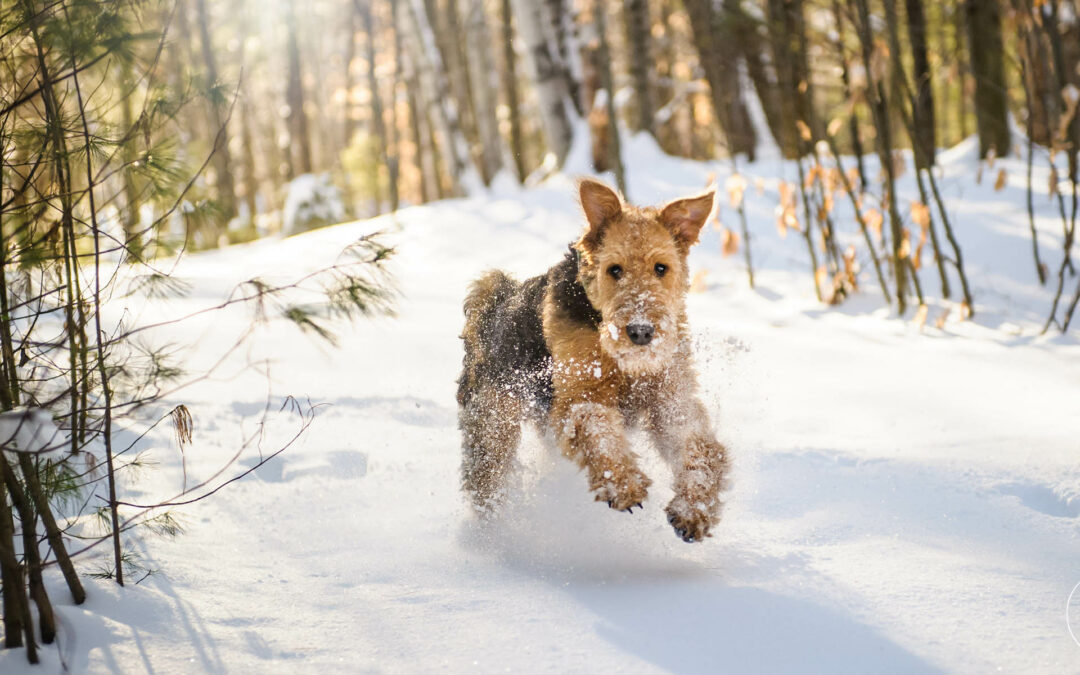Que dois-je prendre pour aller aux sports d’hiver avec mon chien ?